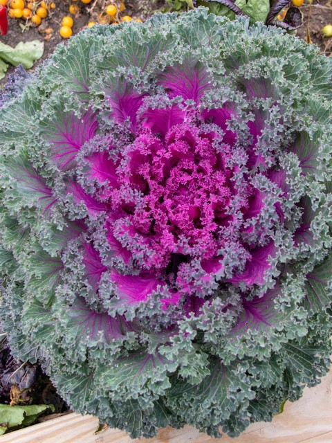 Kale - Rainbow Candy Crush F1