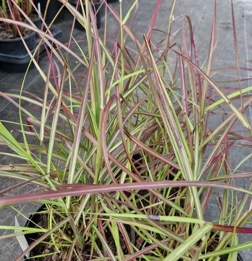 Miscanthus sinensis 'Ruby Cute'