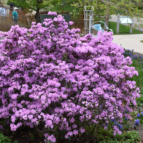 Rhododendron 'PJM'