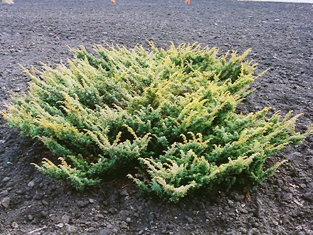 Juniperus procumbens