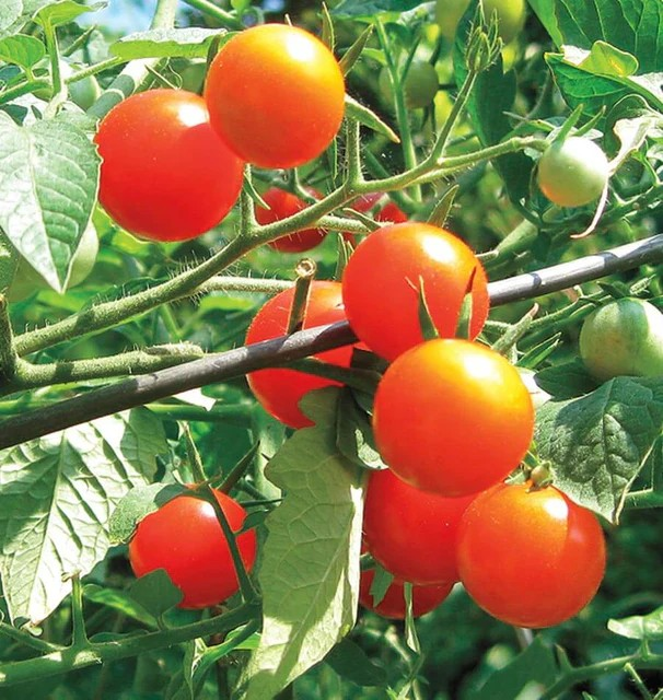 Tomatoes - Gardener's Delight Cherry