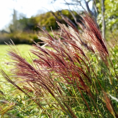 Miscanthus sinensis 'Red Chief'