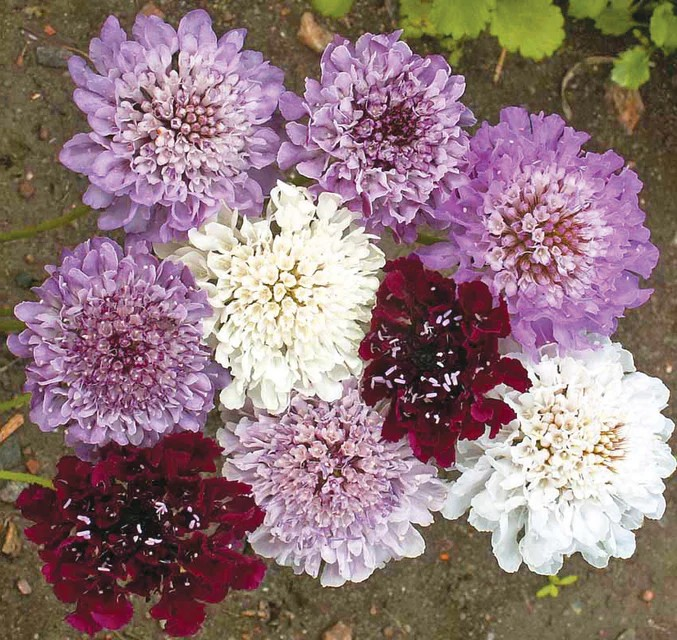 Scabiosa - Imperial Blend