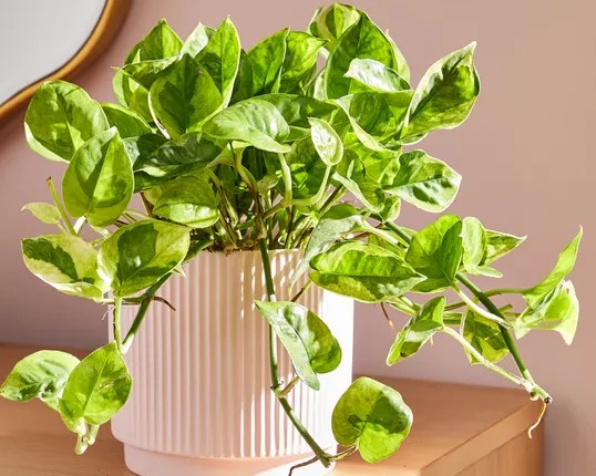 Epipremnum aureum ‘Lemon Meringue’