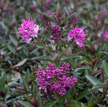 Hebe hybrida 'Tullyrasp'