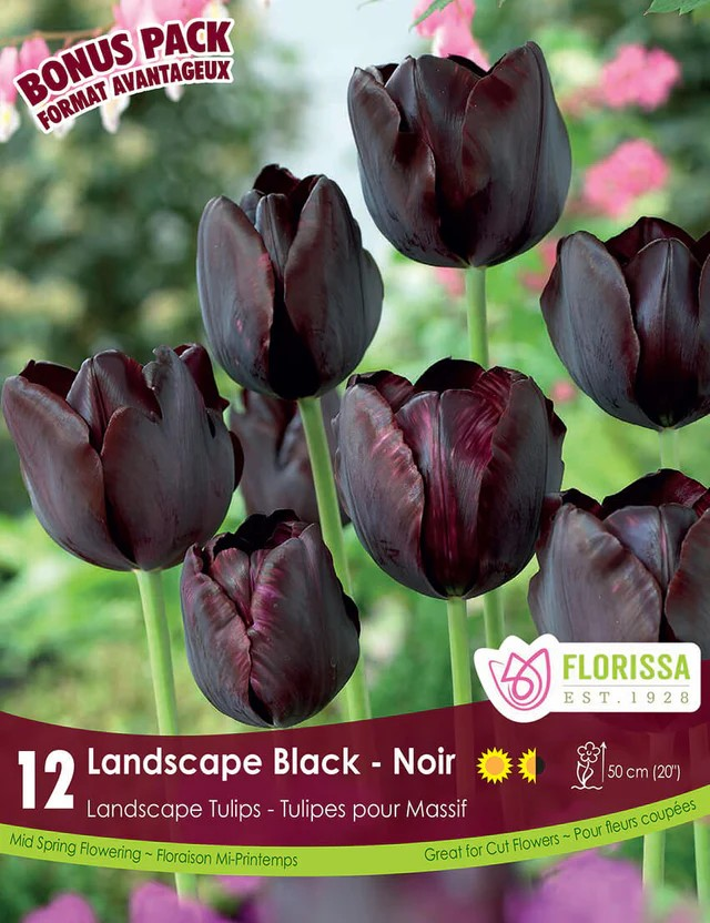 Landscape Black Tulip - Bonus Pack