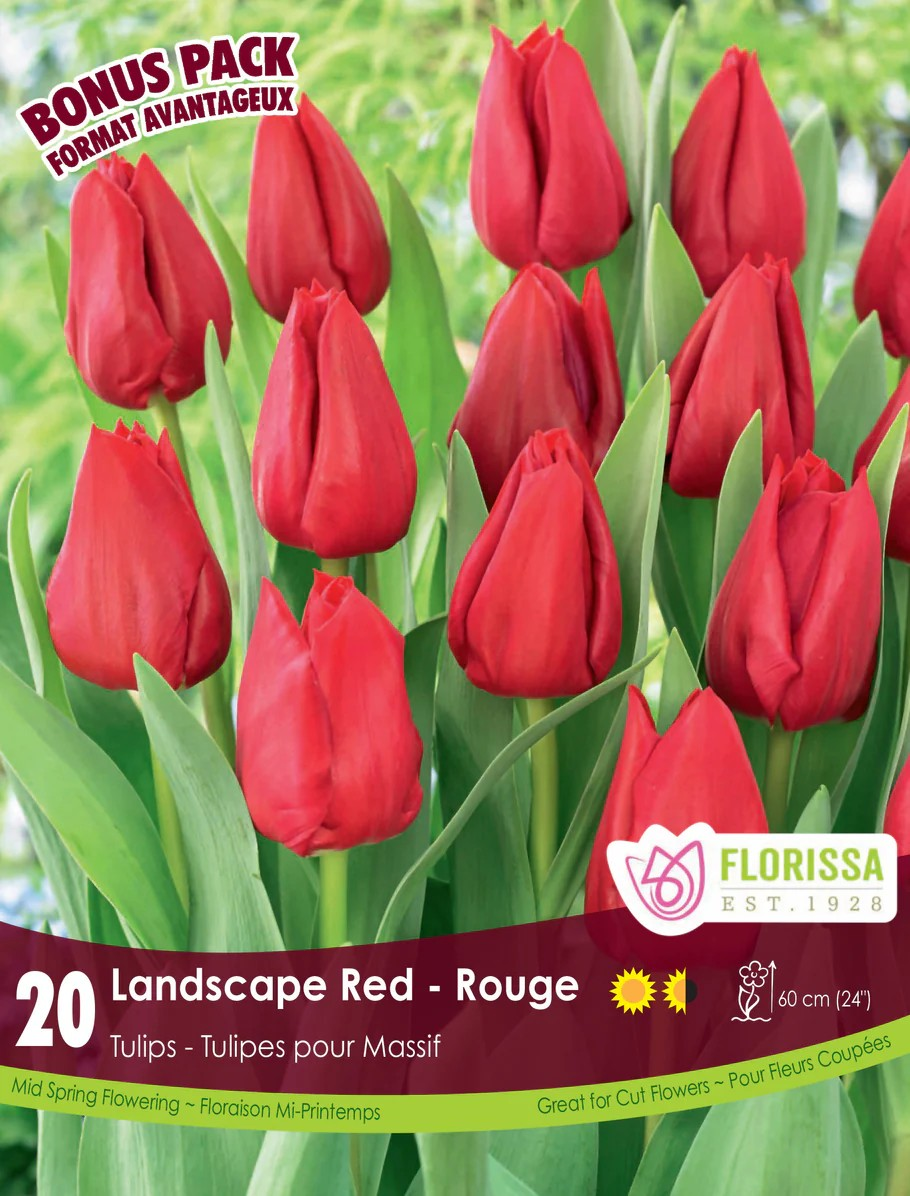 Landscape Red Tulip - Bonus Pack