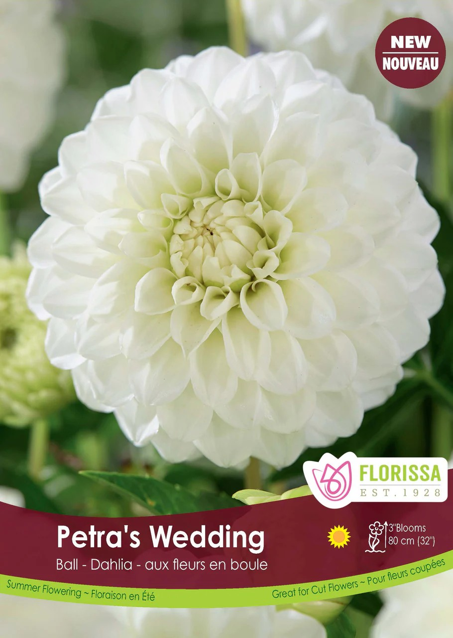 Dahlia Ball 'Petra's Wedding'