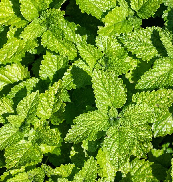 Lemon Balm - Lemon Balm