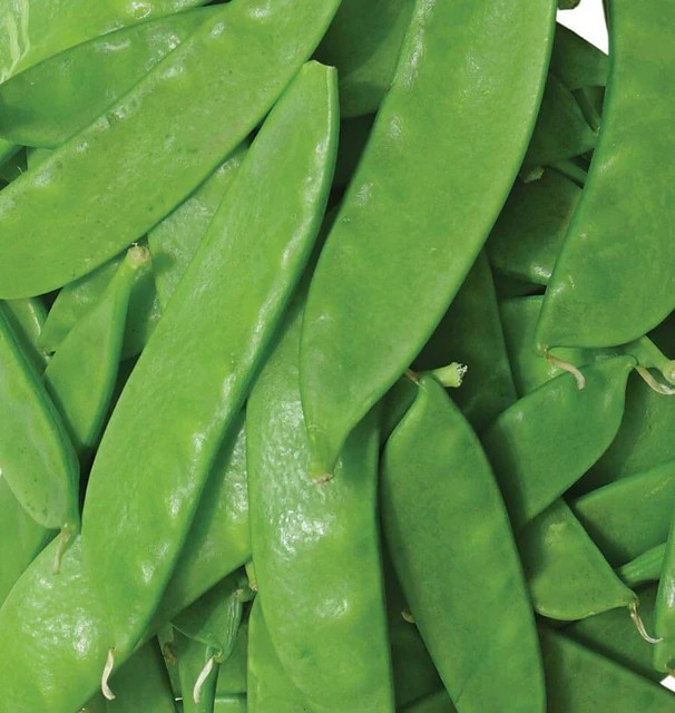 Peas - Snow Peas - Oregon Sugar Pod II