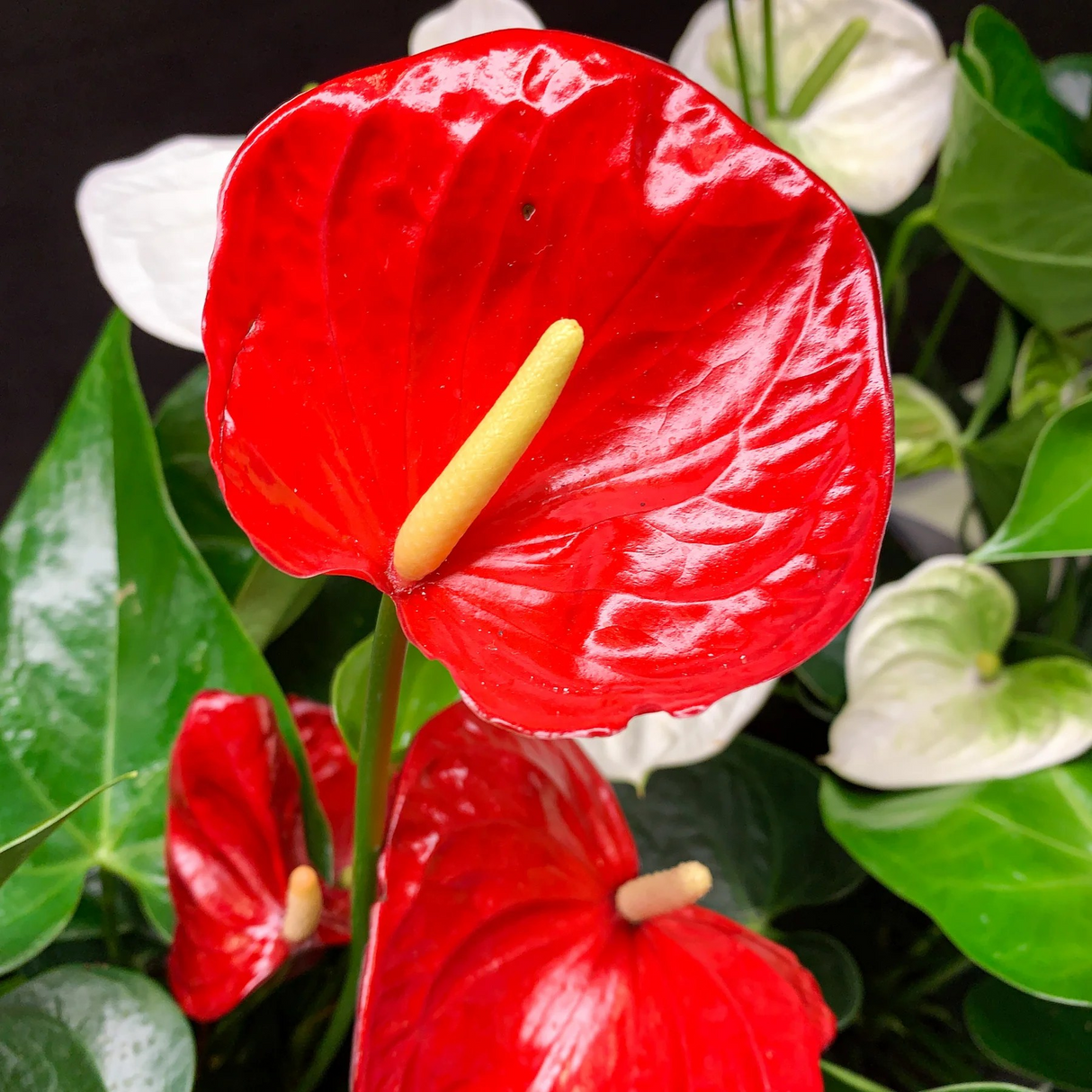 Anthurium "Red Sensation"