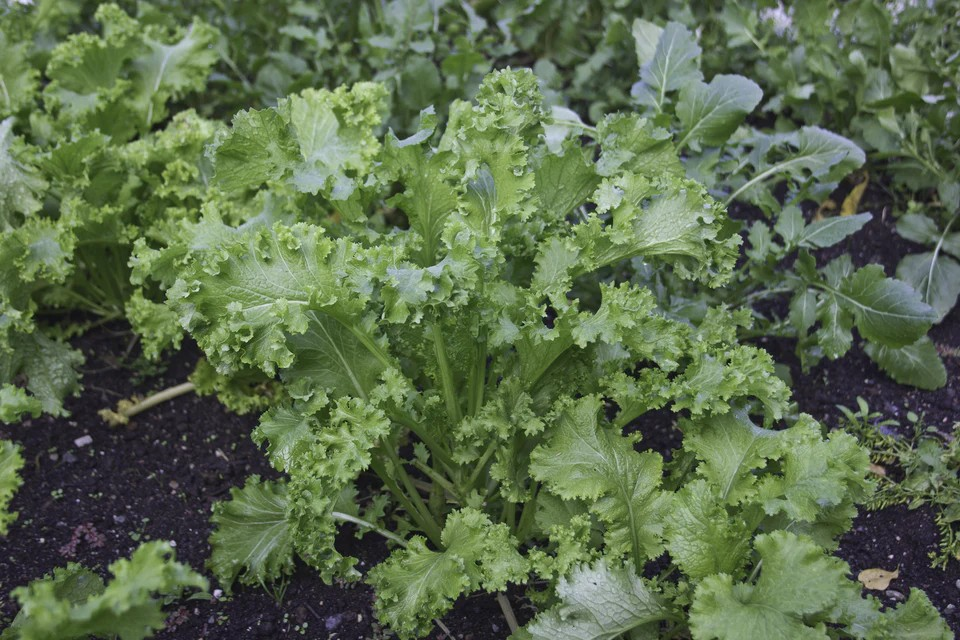 Mustard - Southern Giant Curled