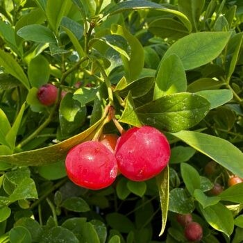 Vaccinium ashei Reade 'Florida Rose'