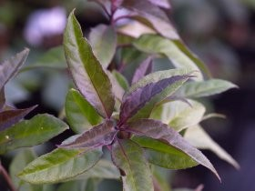 Helwingia chinensis