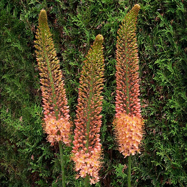 Eremurus 'Copper'