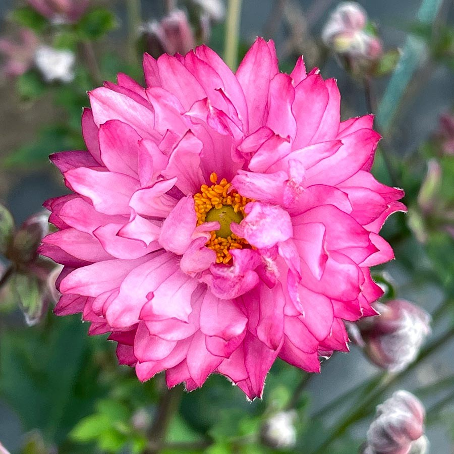 Anemone 'Puff Pink'