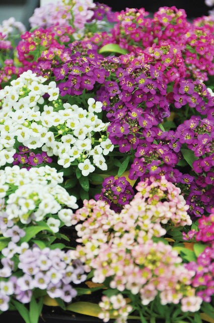 Alyssum - Sweet Bliss Blend