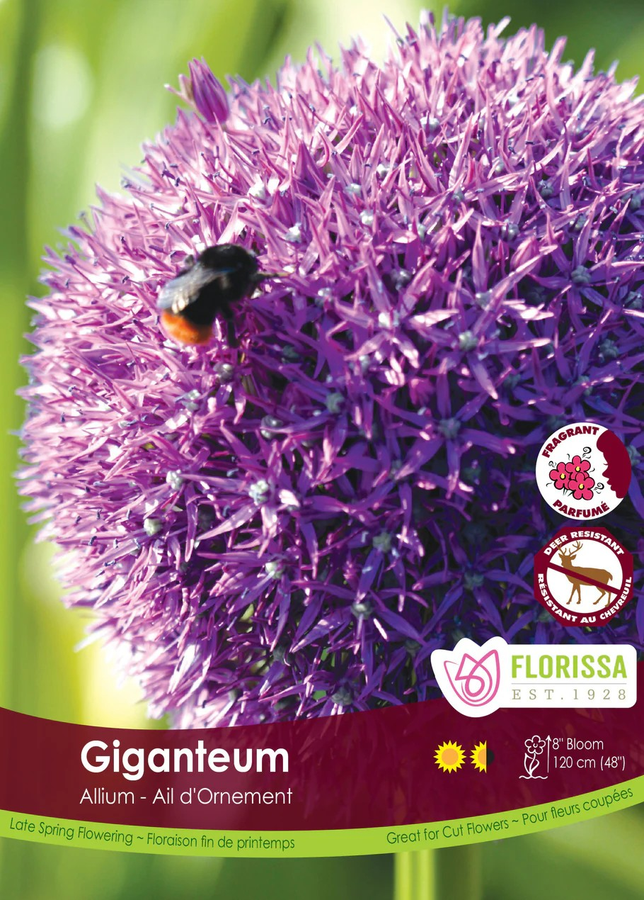 Allium 'Giganteum'
