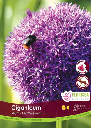 Allium 'Giganteum'