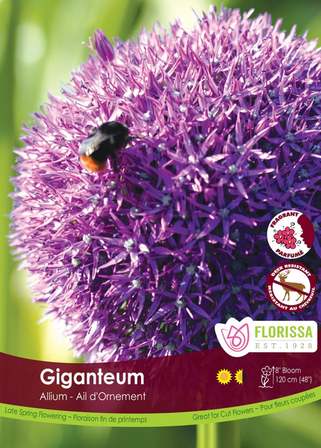 Allium 'Giganteum'