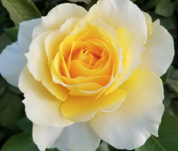 Rosa 'Quest for Zest'