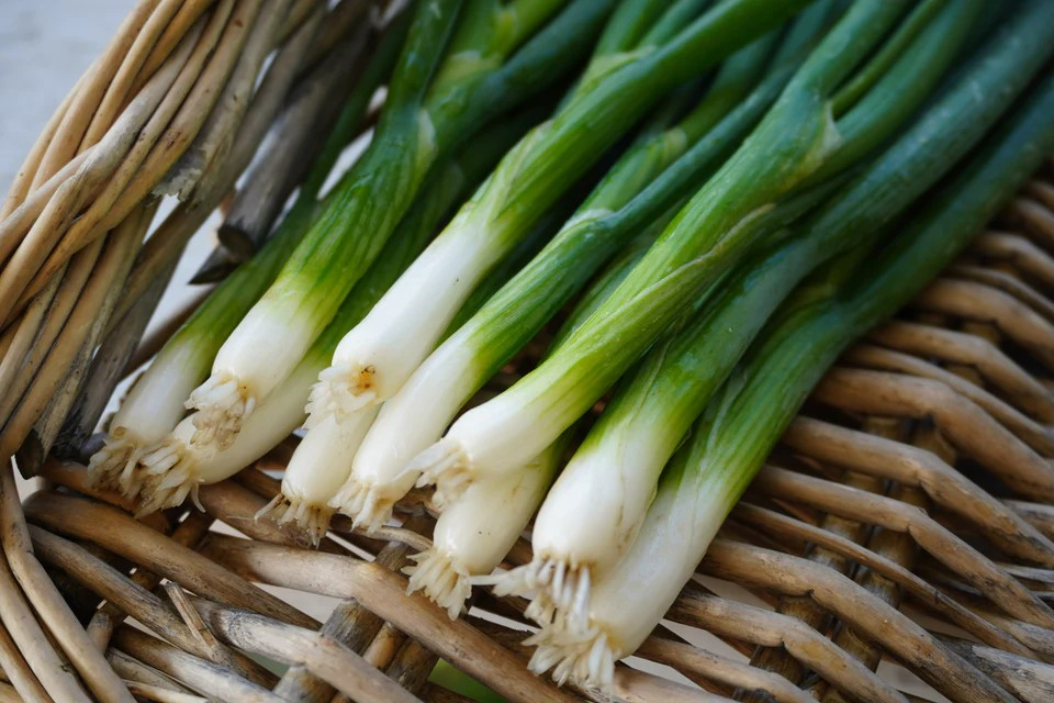 Scallion - Fukagawa