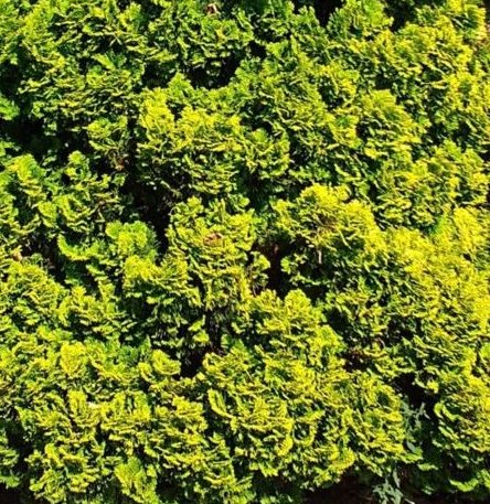 Chamaecyparis obtusa 'Sun Spray'