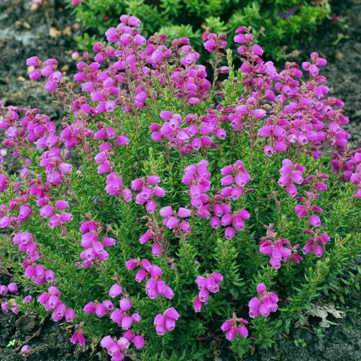Daboecia cantabrica 'Vanessa'