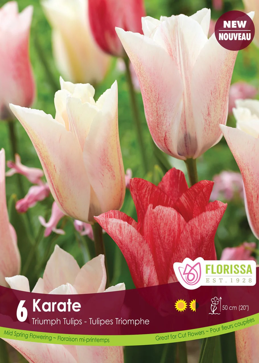 Tulipa Triumph 'Karate'