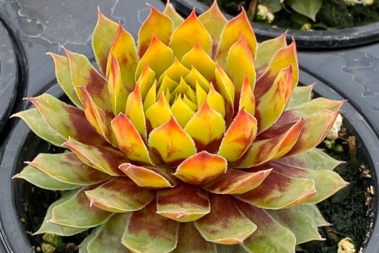 Sempervivum Chick Charms 'Gold Rush'