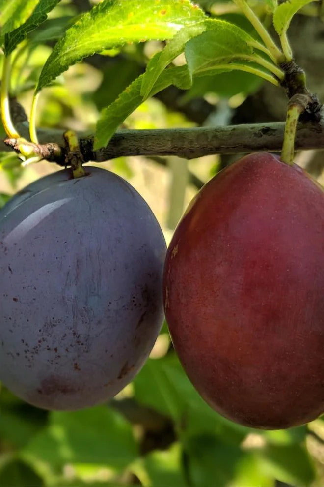 Plum - Prunus Domestica 'Seneca'