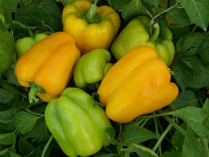 Pepper - Flavorburst F1