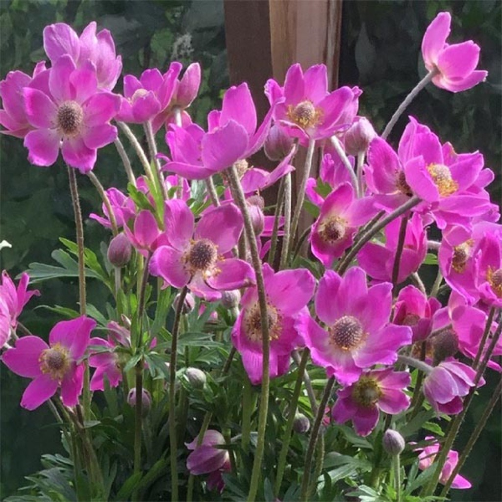Anemone 'Spring Beauty Pink'