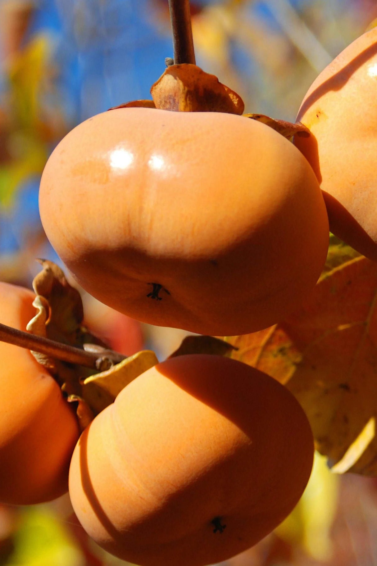 Persimmon-Diospyros kaki 'Fuju Jiro'
