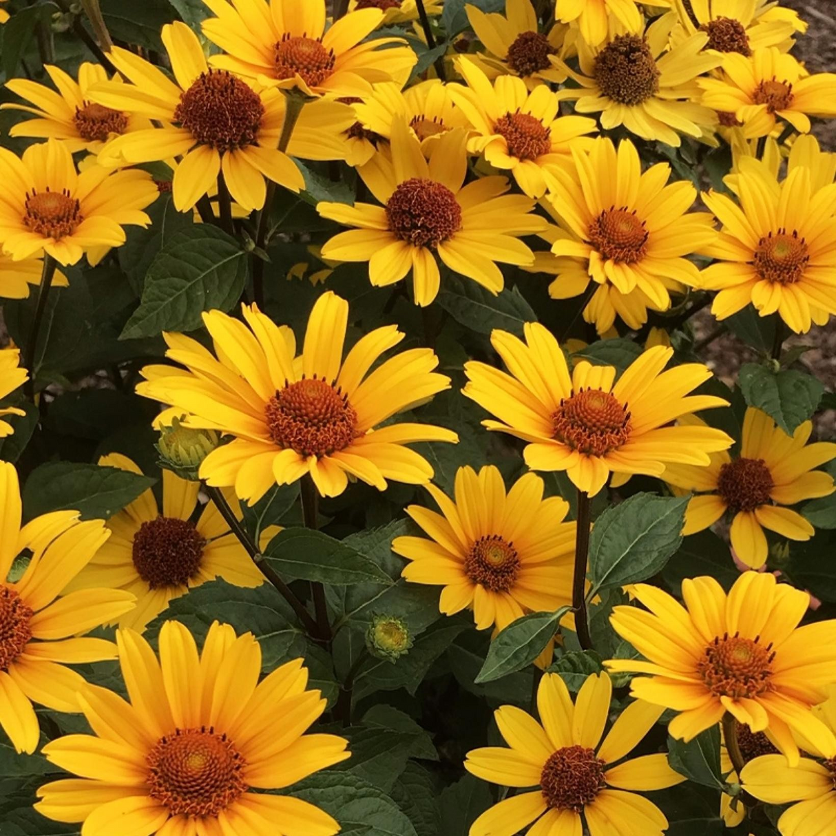 Heliopsis 'Punto Rosso'