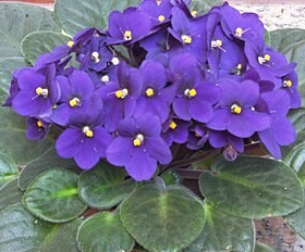 African Violet