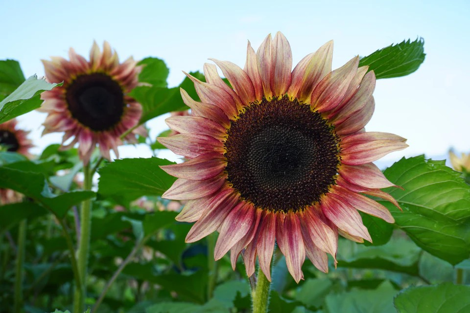 Sunflower - Procut Plum
