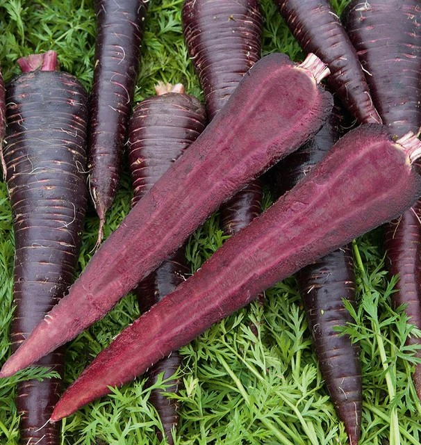 Carrot - Deep Purple F1 Coated