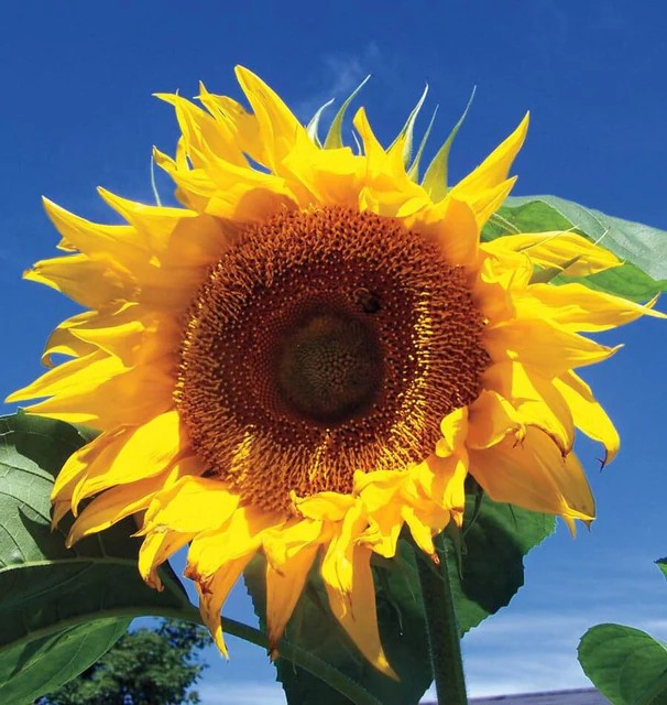 Sunflowers - Russian Mammoth - Certified Organic