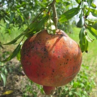 Pomegranate-Punica granatum 'SPGS'