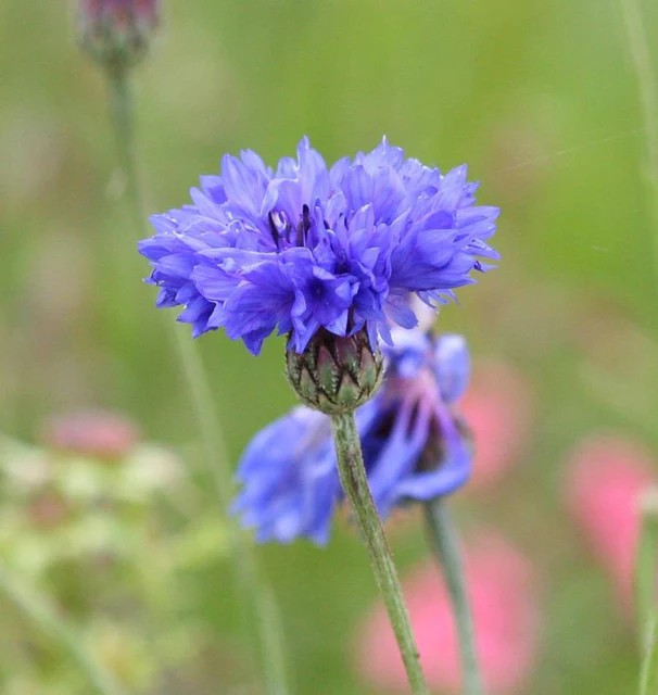 Cornflower - Blue Boy
