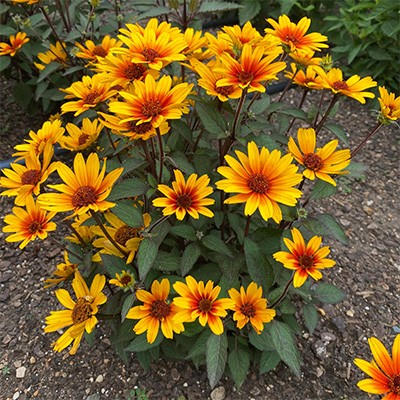 Heliopsis 'Sol Scuro'