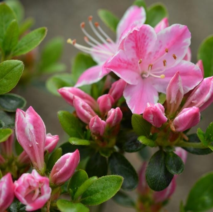 Azalea japonica 'Kermesina'