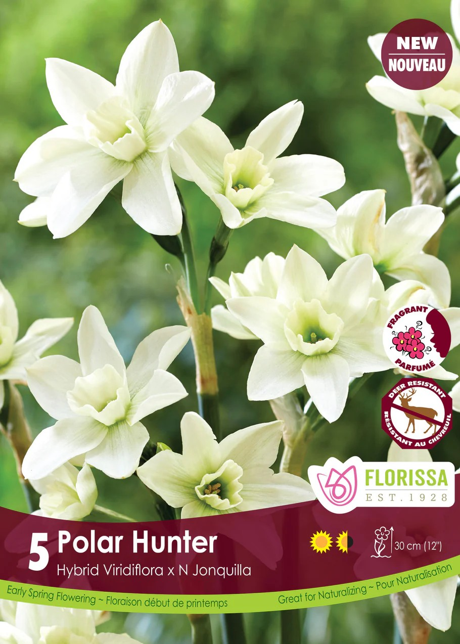 Narcissus 'Polar Hunter'