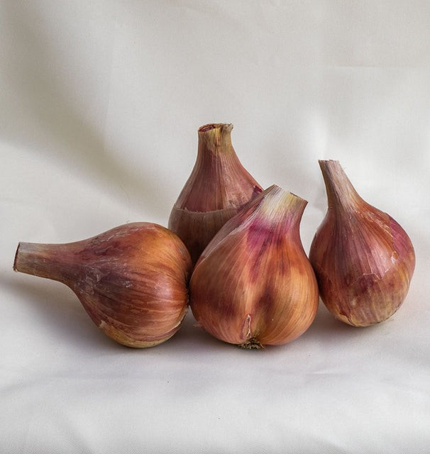 Onions - Conservor F1 Coated Organic