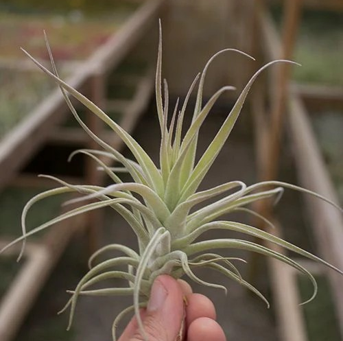 Aeranthos x Leonamiana (4-5")