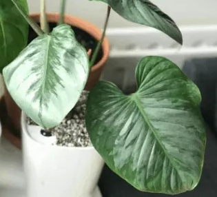 Philodendron Sodiroi