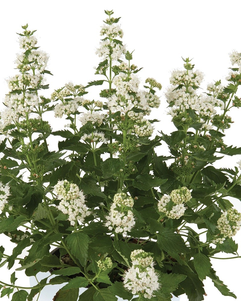 Caryopteris 'Pavillion White'