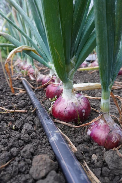 Onion - Blush F1