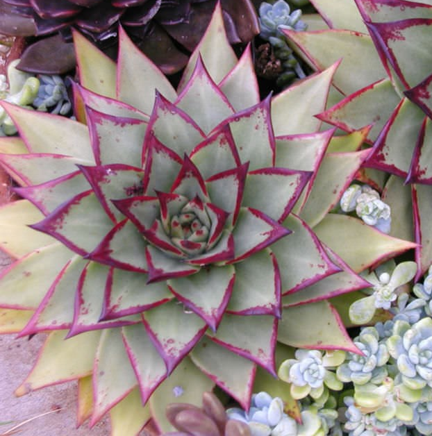 Echeveria 'Ebony'